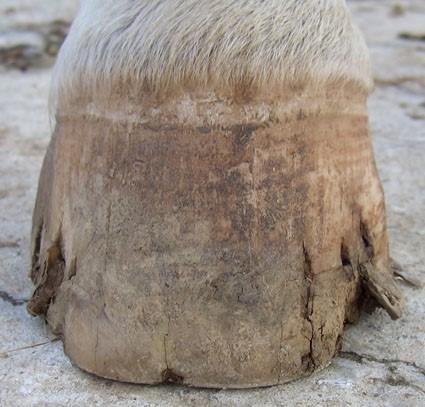 CLINOTOMEEN® PFERD VCW®, PULVER, Hobbock 15,0 kg, PREMIUM. Für ein gesundes Immunsystem. Ausleitung. Unterstützend bei Verdauungsstörungen. Bei mangelndem Horn- und Hufwachstum. – Bild 4