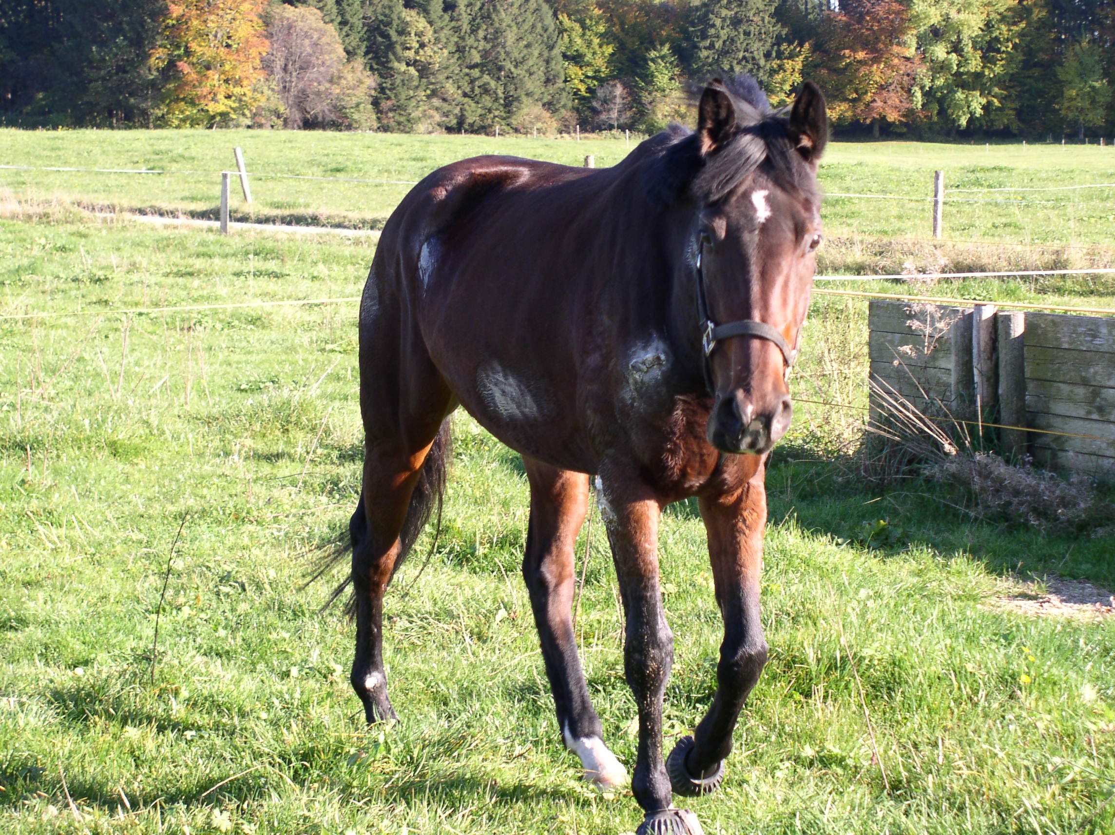 CLINOTOMEEN® PFERD VCW®, PULVER, Hobbock 15,0 kg, PREMIUM. Für ein gesundes Immunsystem. Ausleitung. Unterstützend bei Verdauungsstörungen. Bei mangelndem Horn- und Hufwachstum. – Bild 6