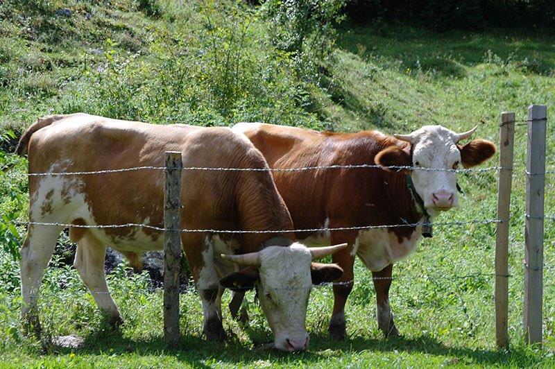 CLINOTOMEEN® RIND & KALB VCW® Pulver, PREMIUM, Hobbock 15,0 kg, Öko, FÜR KLEINERE BETRIEBE – Bild 2